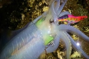 季節のお魚情報　イカ