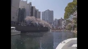 お花見　マリンライセンスロイヤル　船舶免許東京　千葉船舶免許