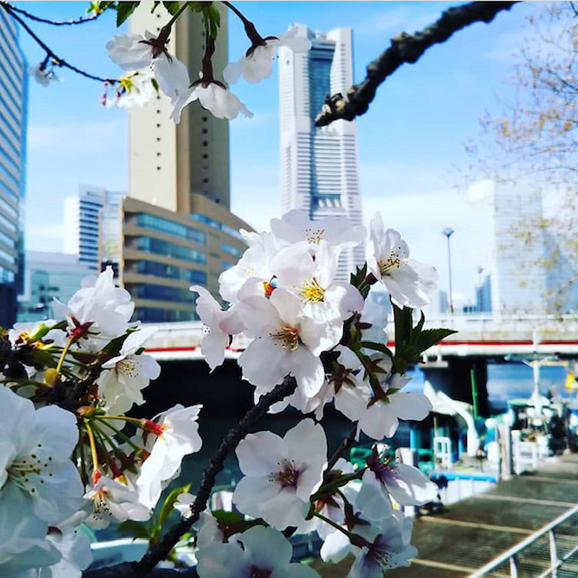 さくら　桜　マリンライセンスロイヤル　船舶免許　ボート免許