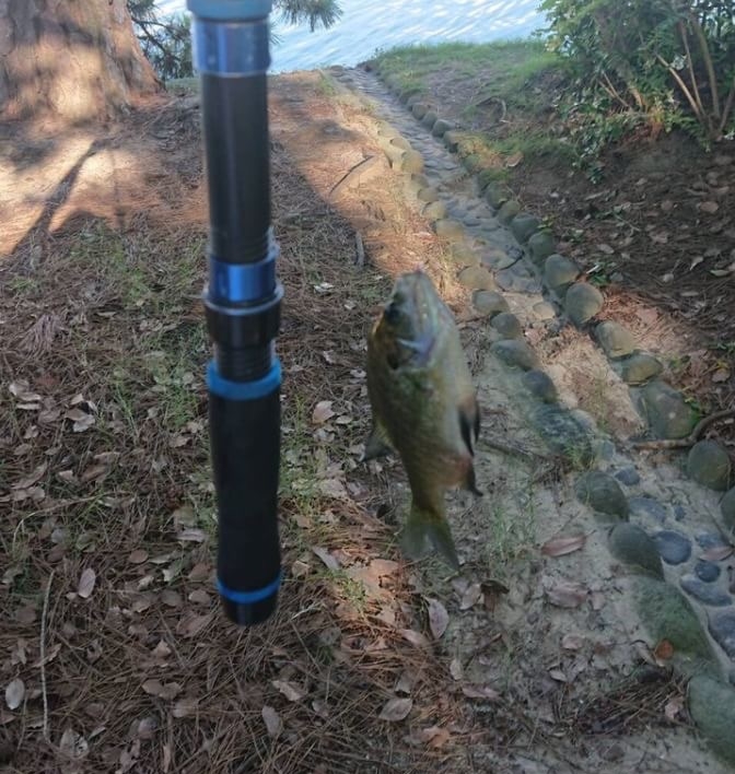 ブルーギル　マリンライセンスロイヤル　淡水魚