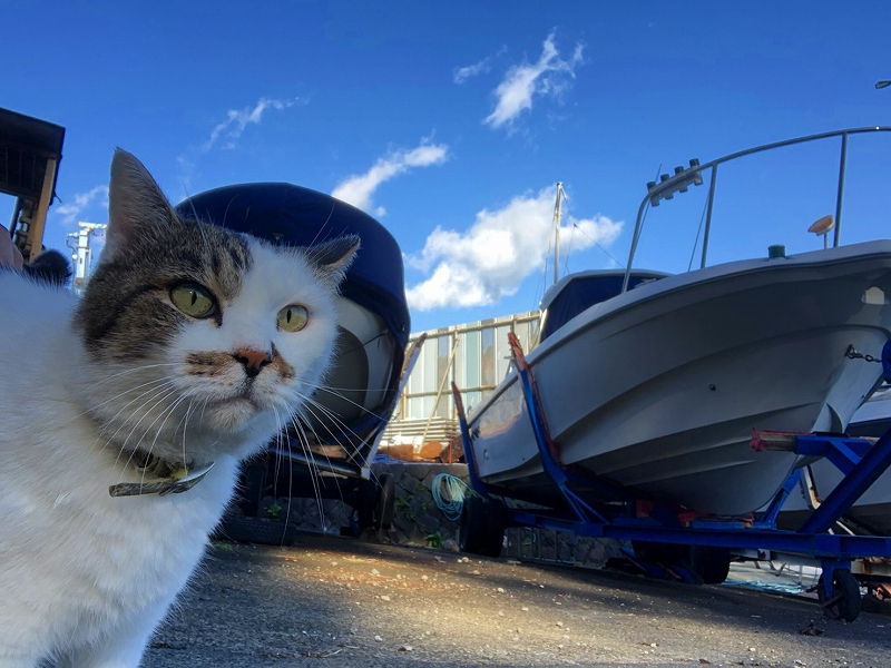 ロッキーマリン　猫　船舶免許　ボート免許　マリンライセンスロイヤル　レンタルボート