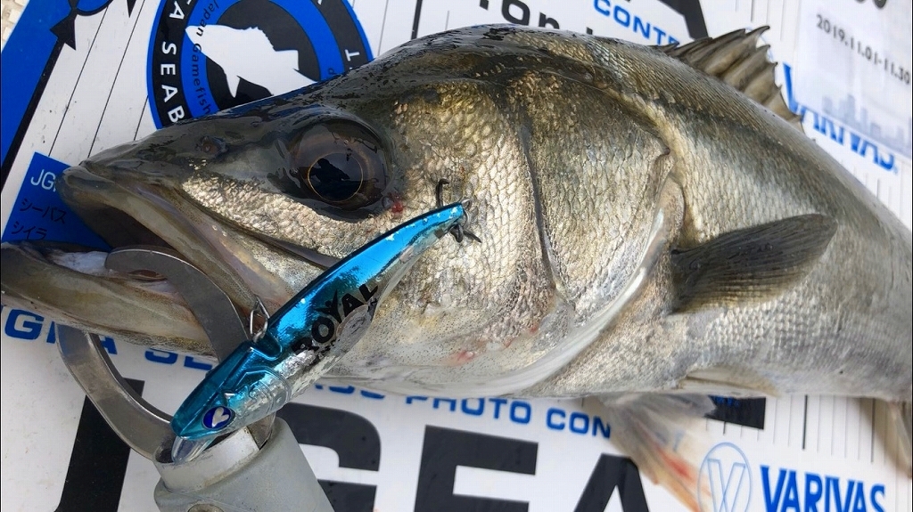 ナレージ　ルアー　シーバス　釣れるルアー　マリンライセンスロイヤル