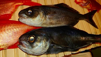 メダイ　深海魚　マリンライセンスロイヤル　船舶免許　ボート免許　西野さん　清野さん　深海魚ハンター