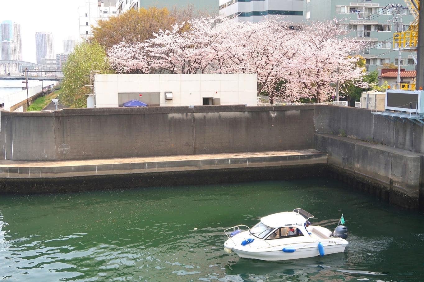 お花見　マリンライセンスロイヤル東京　船舶免許東京　小型船舶免許東京