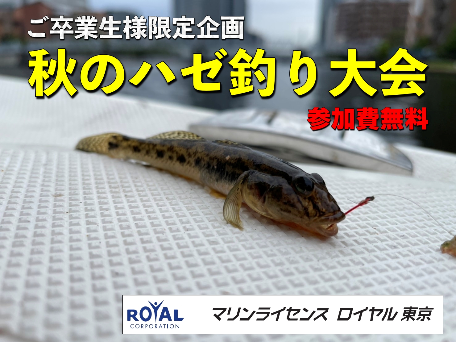 ハゼ　マハゼ　魚　東京　マリンライセンスロイヤル　大会